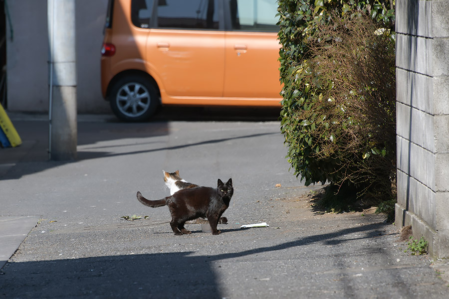 街のねこたち