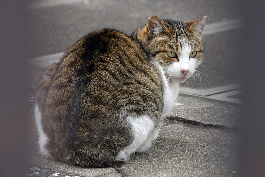 街のねこたち