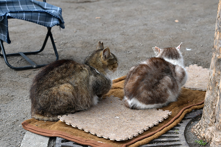 街のねこたち