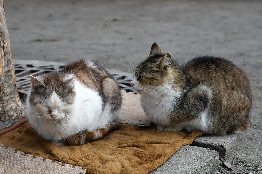 街のねこたち