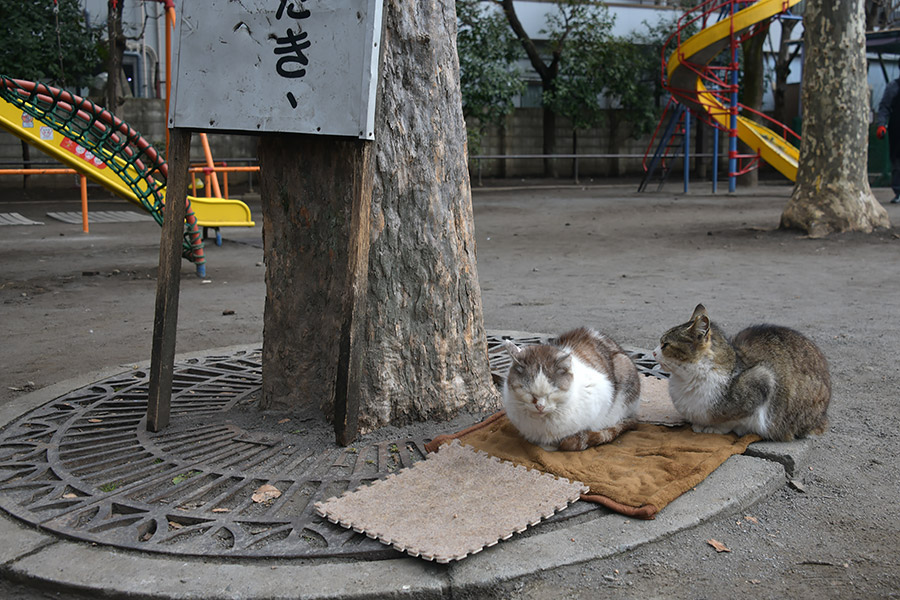 街のねこたち