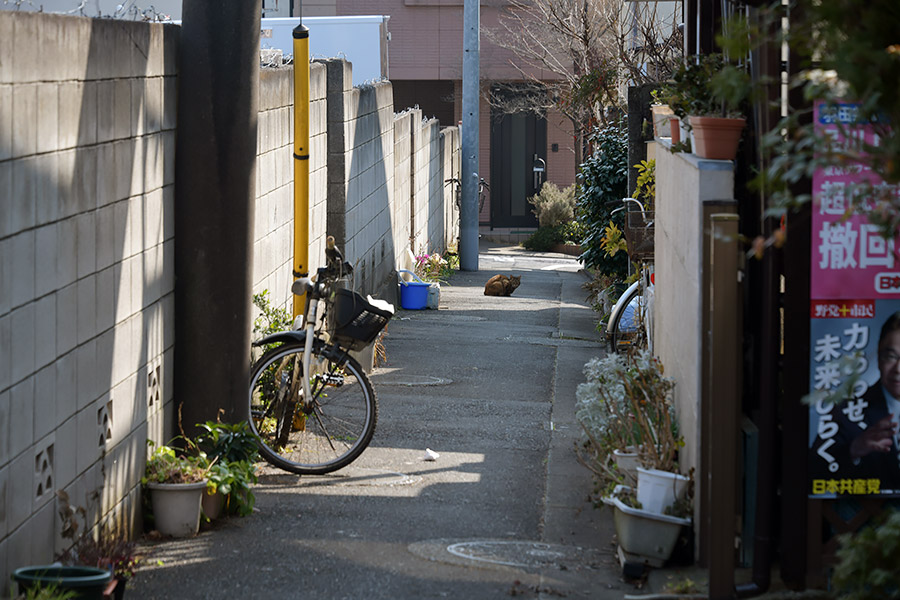 街のねこたち