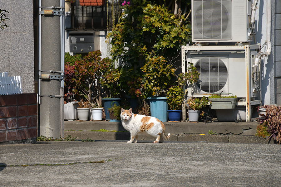 街のねこたち