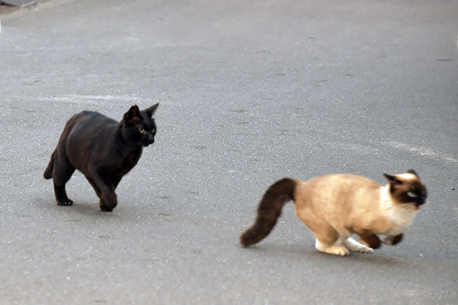 街のねこたち