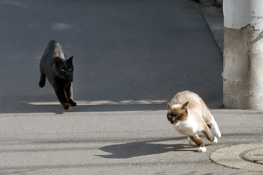 街のねこたち