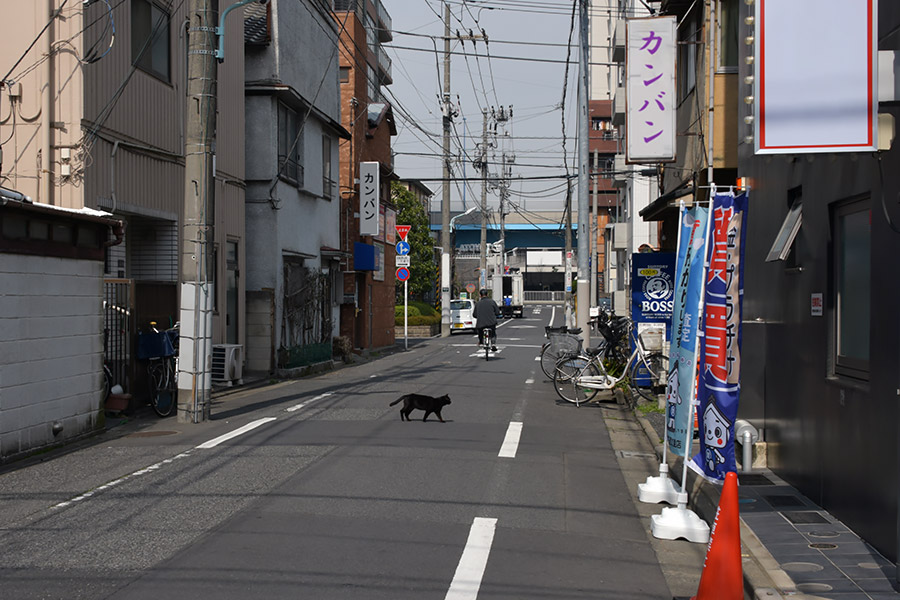 街のねこたち