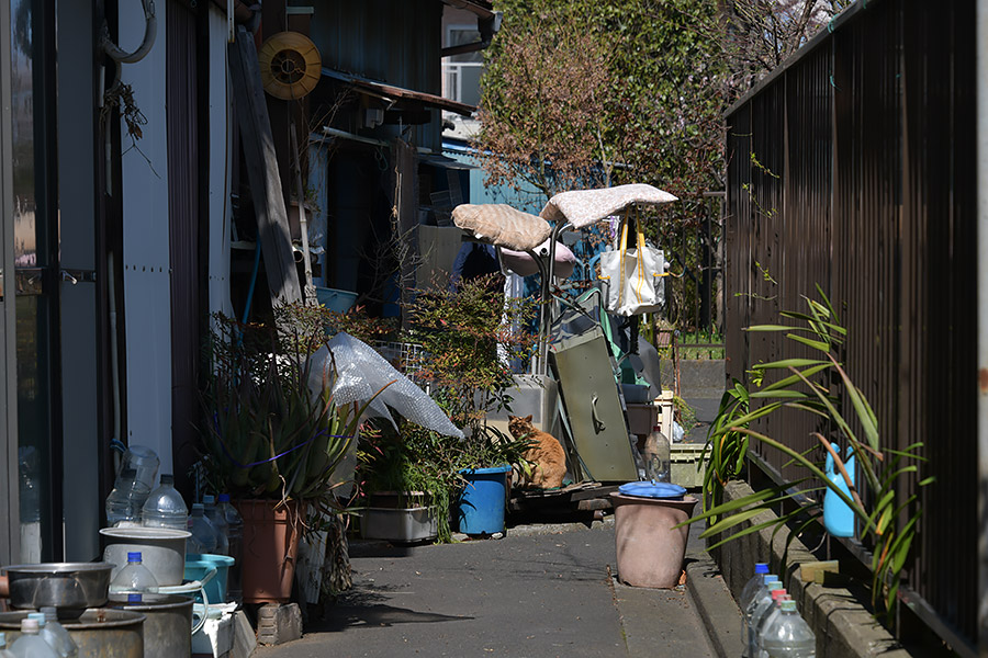 街のねこたち