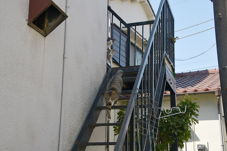 街のねこたち