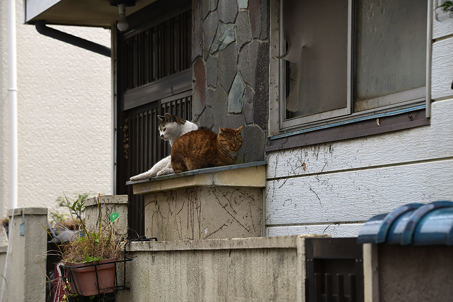 街のねこたち