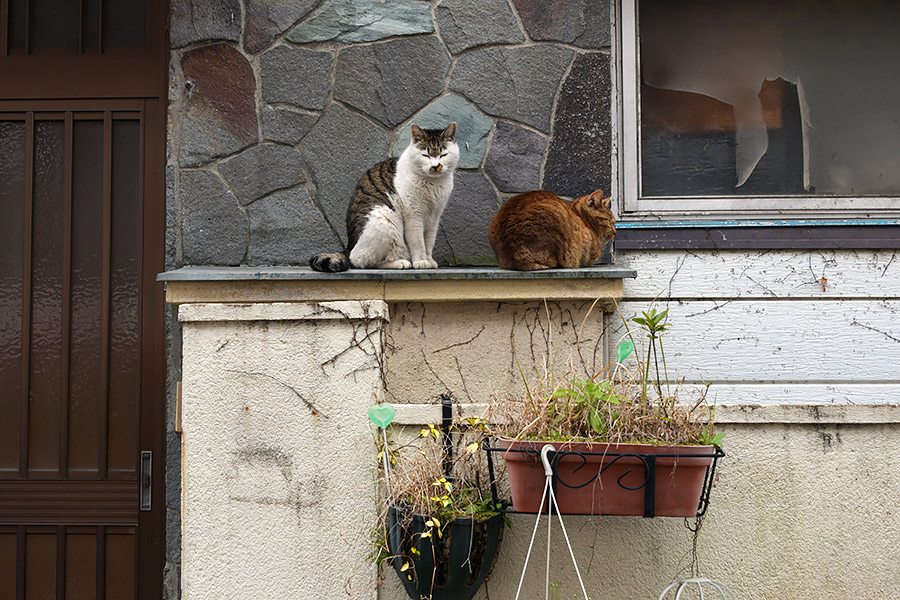 街のねこたち