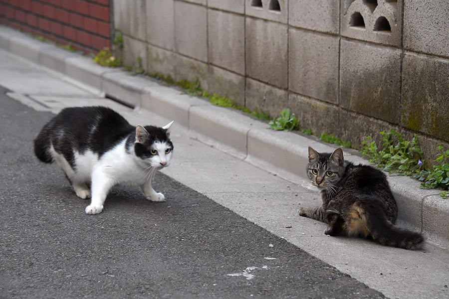 街のねこたち