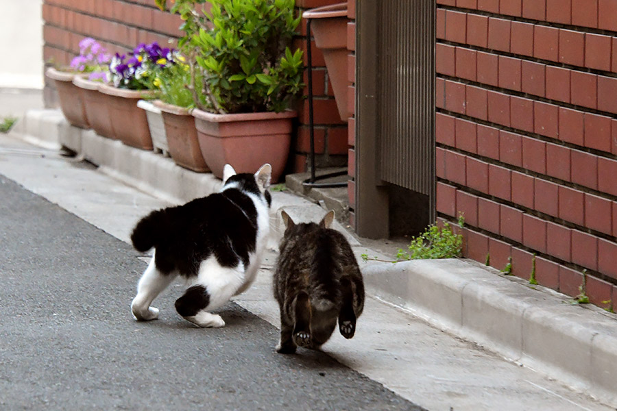 街のねこたち