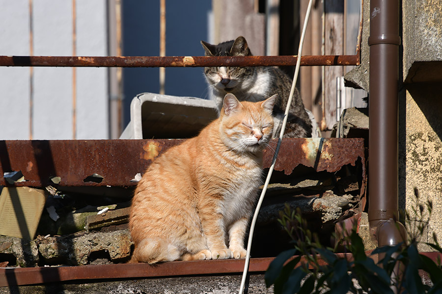 街のねこたち