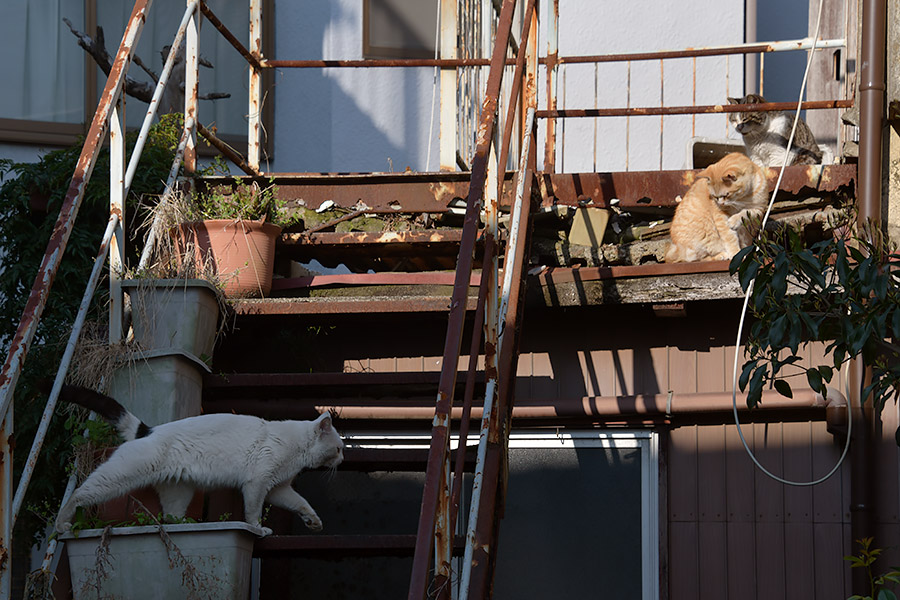 街のねこたち