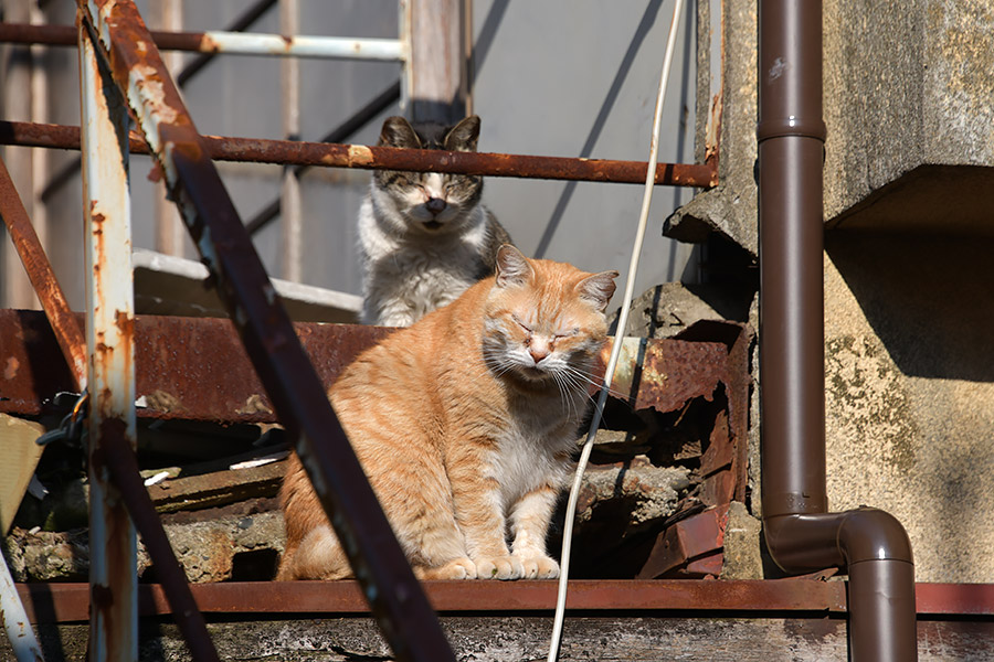 街のねこたち