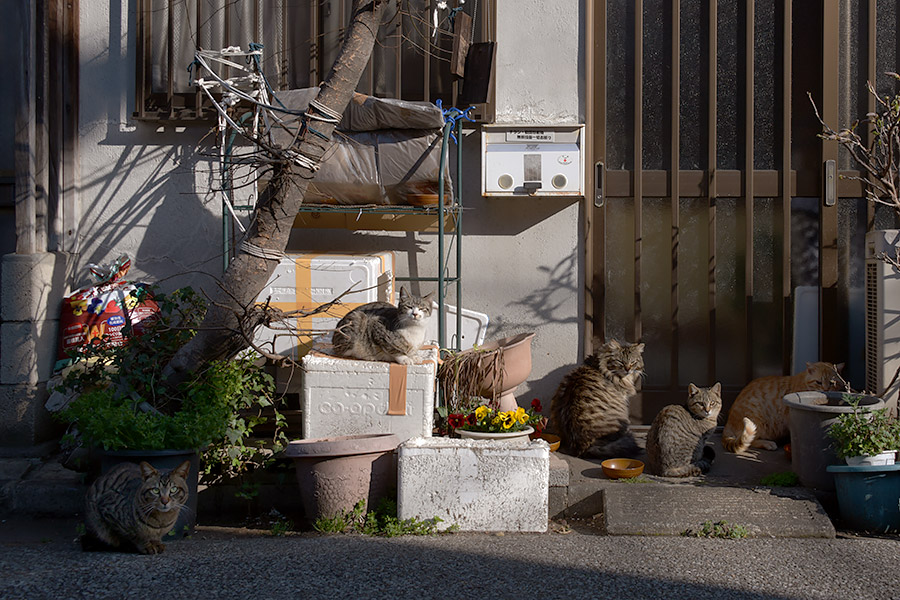 街のねこたち