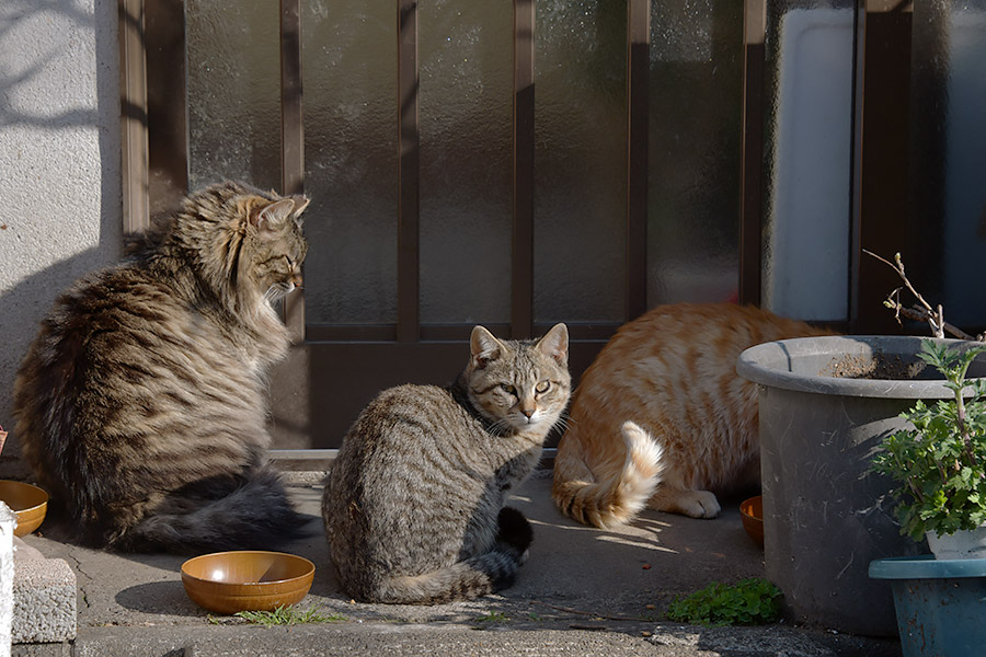 街のねこたち