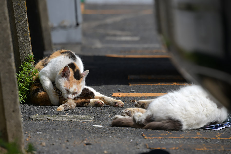 街のねこたち