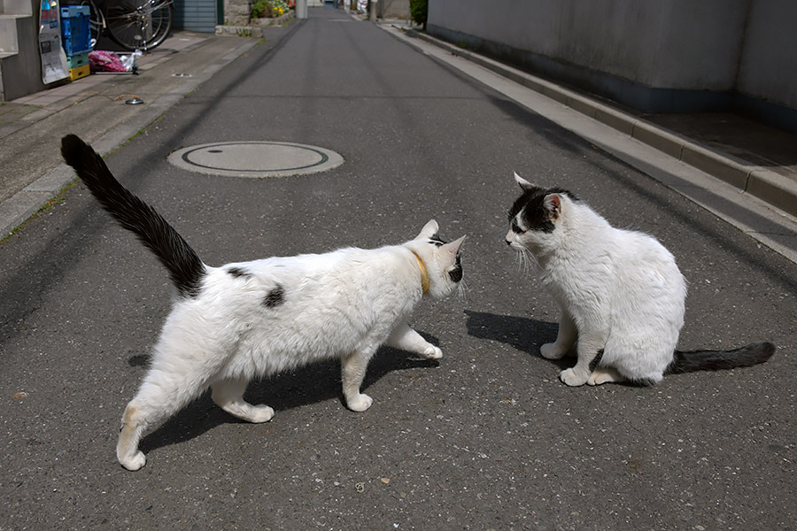 街のねこたち