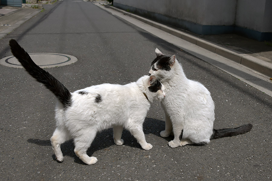 街のねこたち