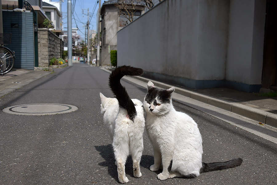 街のねこたち