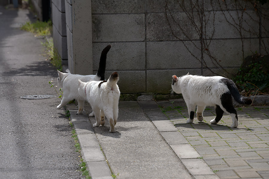 街のねこたち