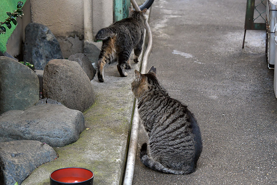 街のねこたち