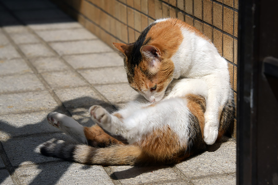 街のねこたち