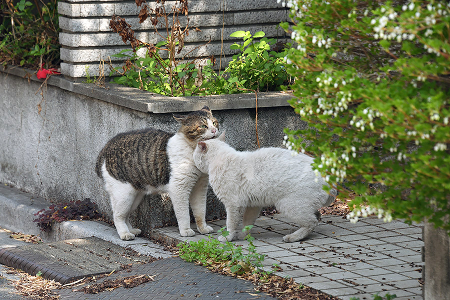 街のねこたち