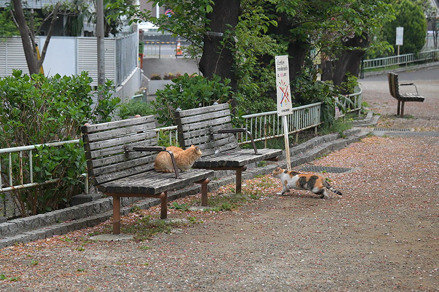 街のねこたち