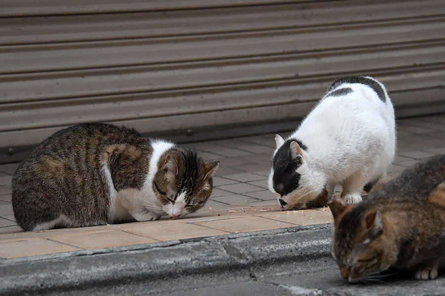 街のねこたち