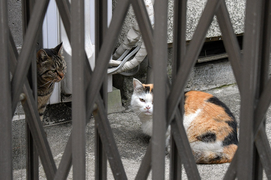 街のねこたち