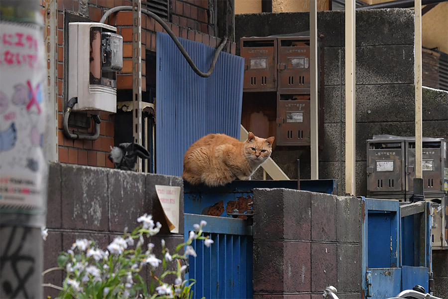 街のねこたち