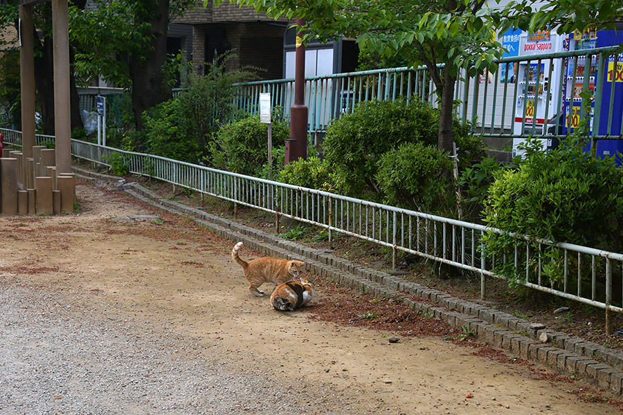 街のねこたち