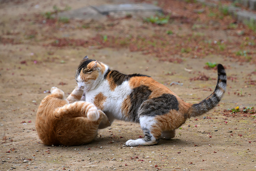 街のねこたち