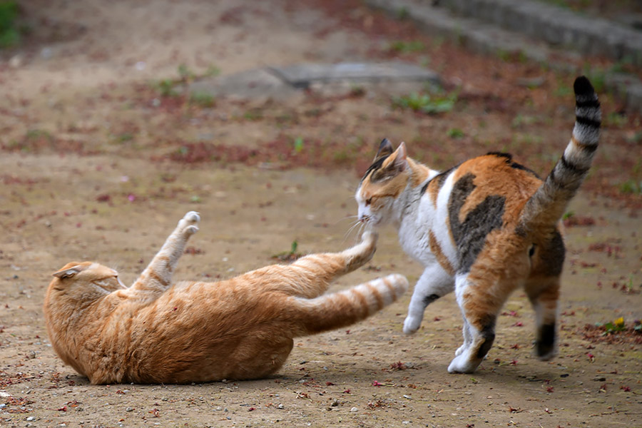 街のねこたち