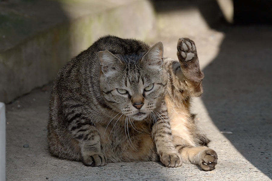 街のねこたち