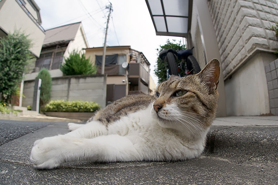 街のねこたち