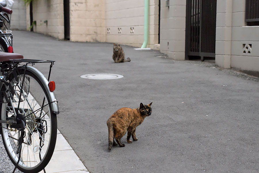 街のねこたち