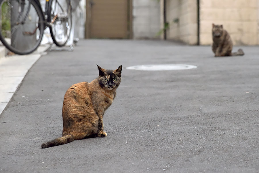 街のねこたち