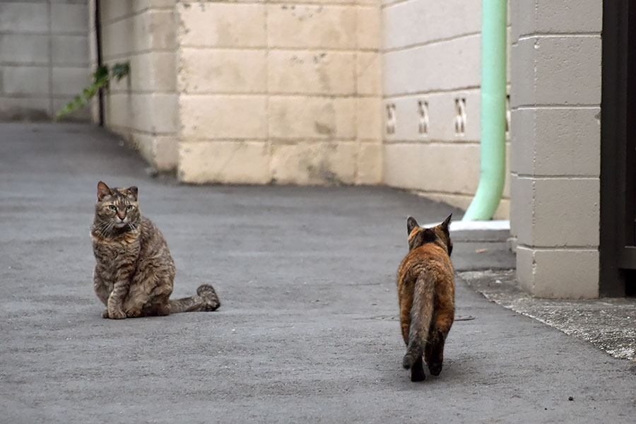 街のねこたち