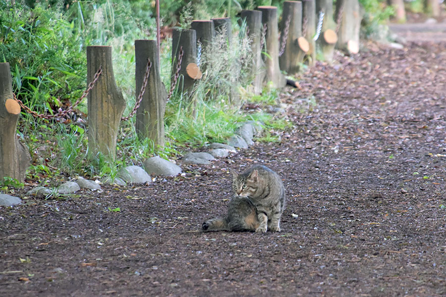 街のねこたち