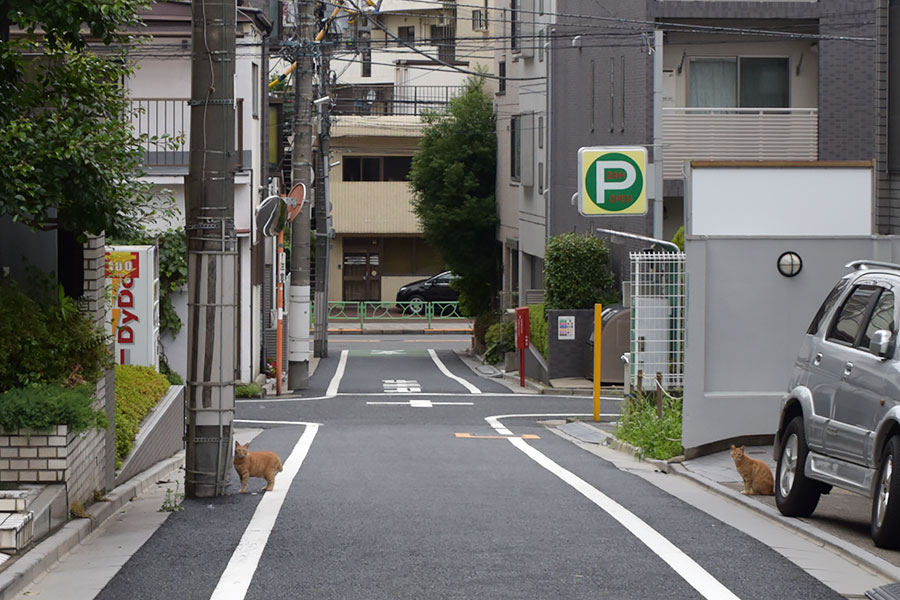 街のねこたち