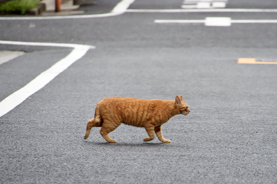 街のねこたち