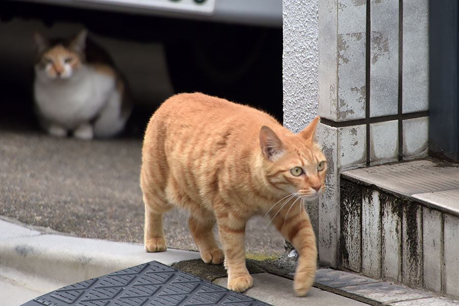 街のねこたち