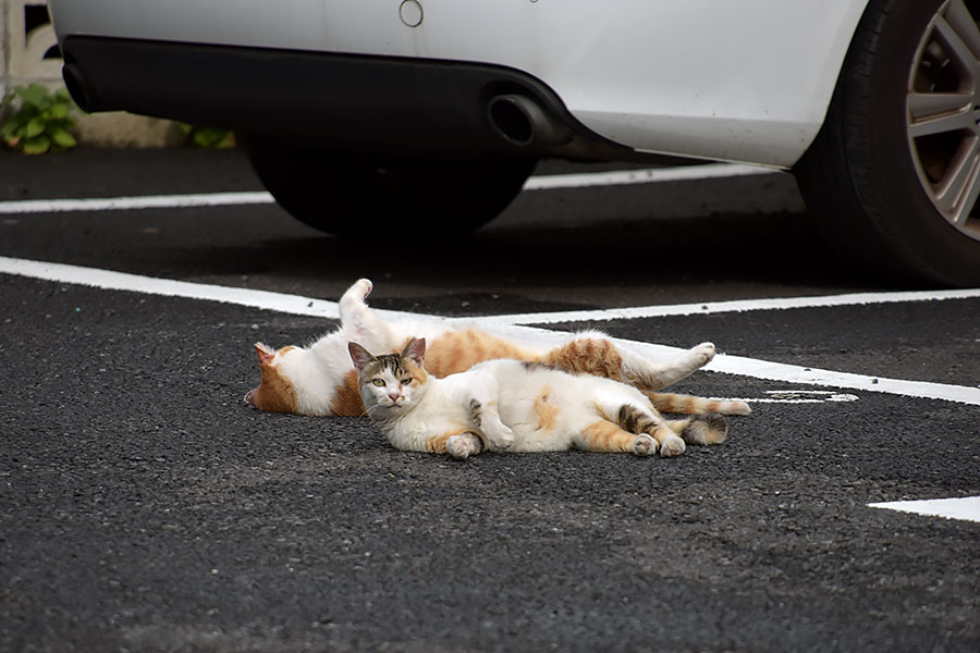 街のねこたち