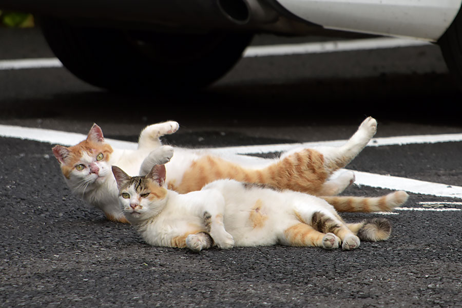 街のねこたち