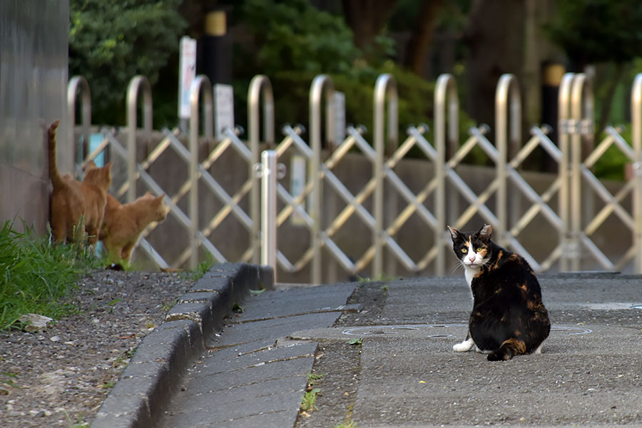 街のねこたち