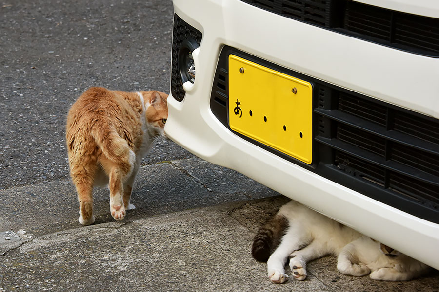 街のねこたち