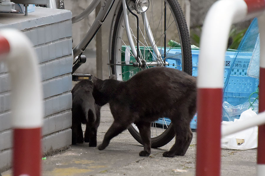 街のねこたち